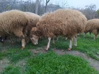 Ovejas (lote, sexo no especificado), Ovejas — foto 3