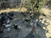Ducks — 5-сурет