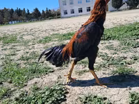 Chickens — Foto 5