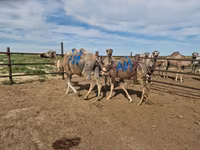 ناقة, الجمال — الصورة 2
