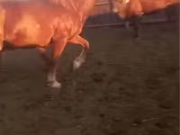 Aygʻir, Kazakh horse — 5-rasm