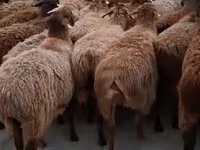Qoʻchqor, Hissar sheep — 5-rasm
