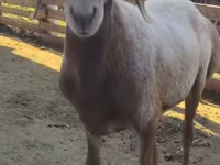 मेढ़ा, Arashan sheep — फ़ोटो 2