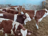 Buqa, Simmental cattle — 1-rasm
