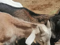 Cabra, Alpine goat — foto 5