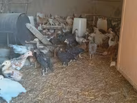Chickens — Foto 5