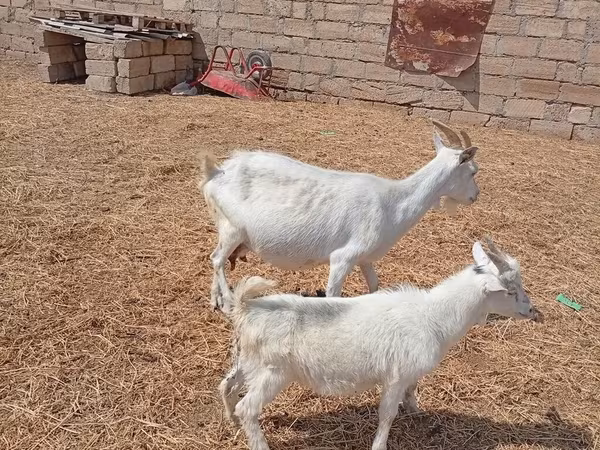 Коза, Toggenburg goat
