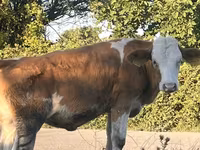 بقرة, Simmental cattle — الصورة 7