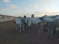 Yegua, Caballos — foto 4