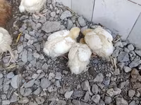 Chickens — الصورة 4