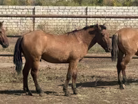 حصان, Mugalzhar horse — الصورة 8
