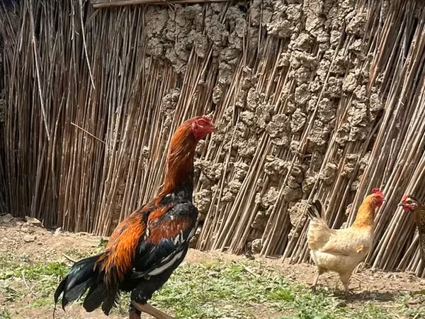Куры