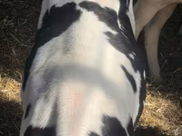 Бұқа, Russian Black pied cattle — 6-сурет