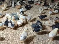 Chickens — Foto 1
