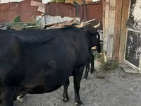 Kuh, Latvian Blue cattle — Foto 6