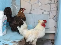 Japanisches Bantam — Foto 3
