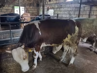 公牛, Cattle — 照片 3