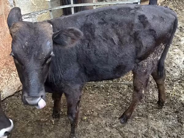 Bulle, Aberdeen-Angus