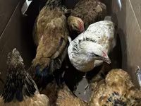 Chickens — foto 3