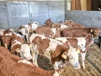 Bull, Cattle — photo 3