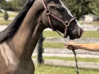 Hengst, Rocky Mountain Horse — Foto 7