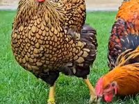 Chickens — foto 2