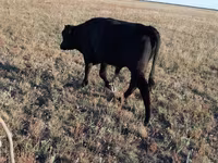 Buğa, Simmental cattle — foto 3
