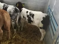 Rinder (Partie, Geschlecht nicht angegeben), Russian Black pied cattle — Foto 4