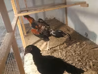 Chickens — foto 1