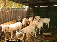 公山羊, Saanen goat — 照片 4