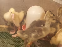 Geese — الصورة 1