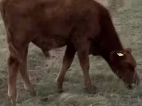 Toro, Raza Auliékol — foto 1