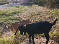 عنزة, Nubian Goat — الصورة 5
