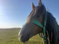 Hengst, Kazakh horse — Foto 2
