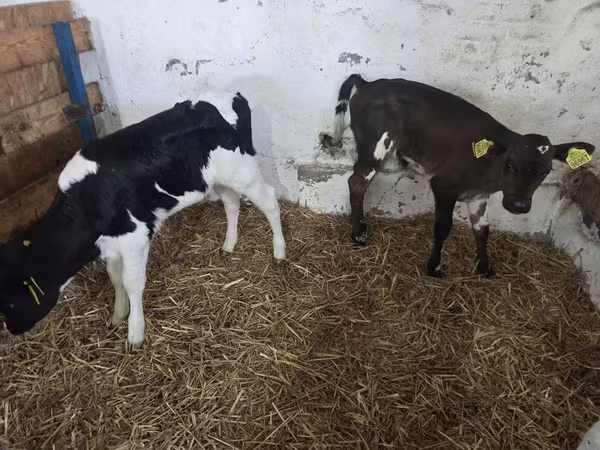 Cow, Cattle