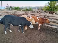 ثور, الماشية — الصورة 2