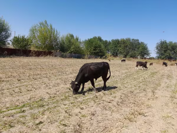 ثور, Swiss cattle