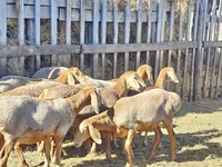 母羊, Arashan sheep — 照片 4