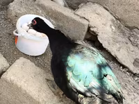 Ducks — الصورة 5