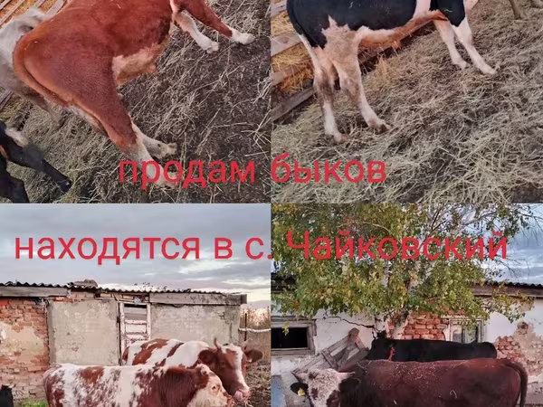 Бұқа, Simmental cattle