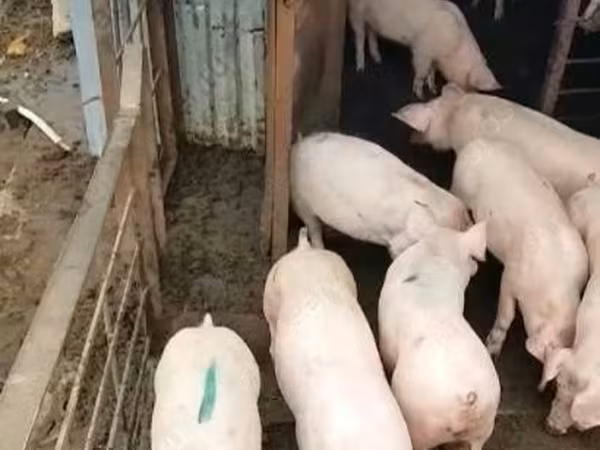Sow, Крупная белая