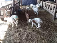 母羊, Awassi sheep — 照片 3