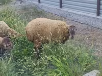 公羊, Sheep — 照片 3