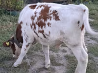Buqa, Simmental cattle — 2-rasm