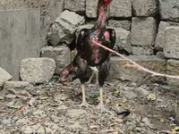 Chickens — फ़ोटो 1