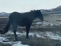 Yegua, Horse breed — foto 2