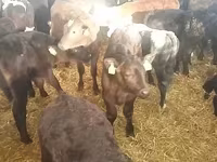 ثور, Simmental cattle — الصورة 3