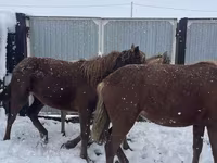 Hengst, Horse breed — Foto 2