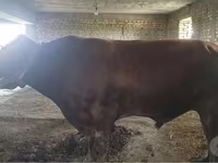 牛只（批次，未指定性别）, Red Estonian cattle — 照片 1