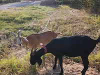 عنزة, Nubian Goat — الصورة 3